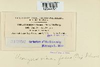 Uromyces viciae-fabae image