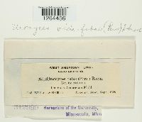 Uromyces viciae-fabae image