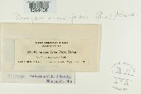 Uromyces viciae-fabae image