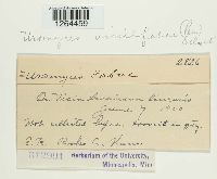 Uromyces viciae-fabae image