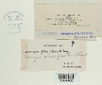 Uromyces viciae-fabae image