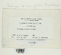 Uromyces viciae-fabae image