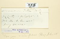 Uromyces viciae-fabae image