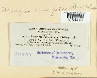 Uromyces viciae-fabae image