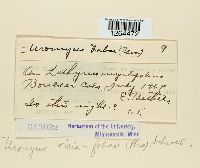 Uromyces viciae-fabae image