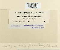 Uromyces viciae-fabae image