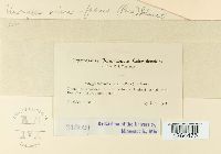 Uromyces viciae-fabae image