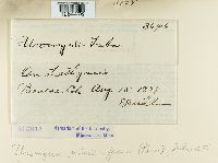 Uromyces viciae-fabae image