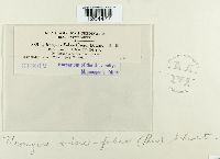 Uromyces viciae-fabae image