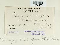 Uromyces viciae-fabae image