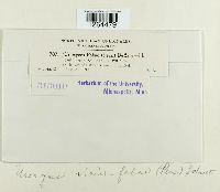 Uromyces viciae-fabae image