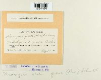 Uromyces viciae-fabae image