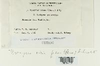 Uromyces viciae-fabae image