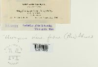 Uromyces viciae-fabae image