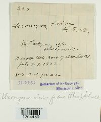 Uromyces viciae-fabae image