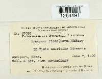 Uromyces viciae-fabae image