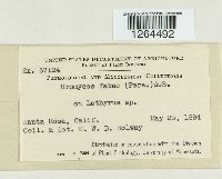 Uromyces viciae-fabae image