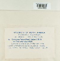 Uromyces viciae-fabae image