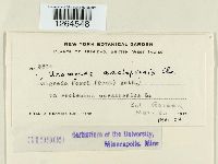 Uromyces asclepiadis image