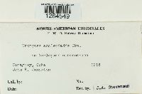 Uromyces asclepiadis image