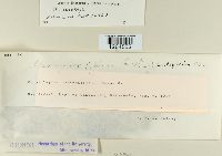 Uromyces asclepiadis image