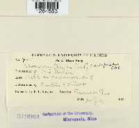 Uromyces asclepiadis image