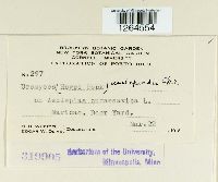 Uromyces asclepiadis image