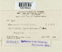 Uromyces cestri image