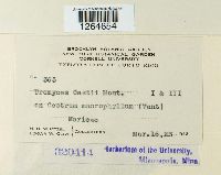 Uromyces cestri image