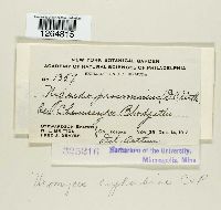 Uromyces euphorbiae image