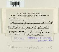 Uromyces euphorbiae image