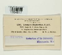 Uromyces euphorbiae image