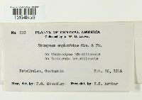 Uromyces euphorbiae image