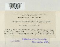 Kuehneola loeseneriana image