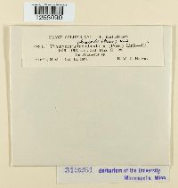 Uromyces appendiculatus image