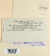 Uromyces appendiculatus image