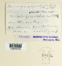 Uromyces appendiculatus image