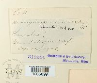 Uromyces appendiculatus image