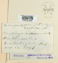 Uromyces appendiculatus image