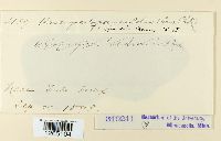 Uromyces appendiculatus image