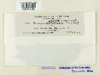 Uromyces appendiculatus image