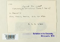 Uromyces appendiculatus image