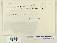 Uromyces appendiculatus image