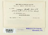 Uromyces appendiculatus image