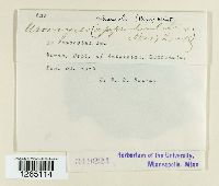 Uromyces appendiculatus image