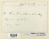 Uromyces appendiculatus image