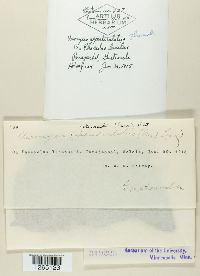 Uromyces appendiculatus image