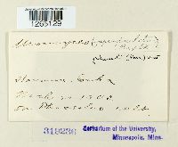 Uromyces appendiculatus image