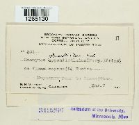 Uromyces appendiculatus image