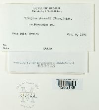 Uromyces appendiculatus image